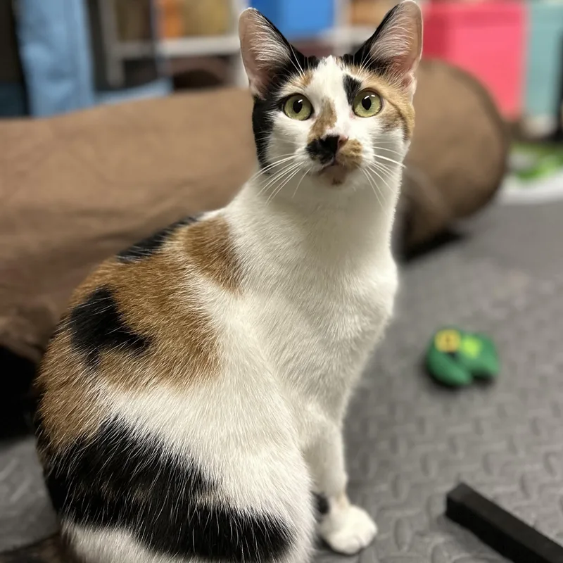 Henrieta thumbnail 4