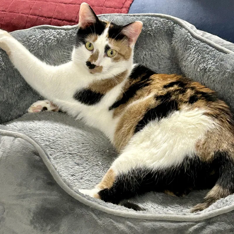 Henrieta thumbnail 5