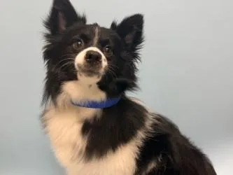 Taz