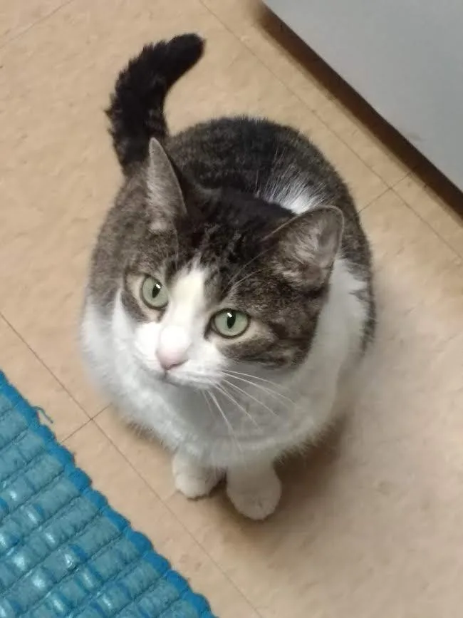 An adult medium-sized female Domestic Short Hair cat named Squeaky for adoption in Bloomington, IN