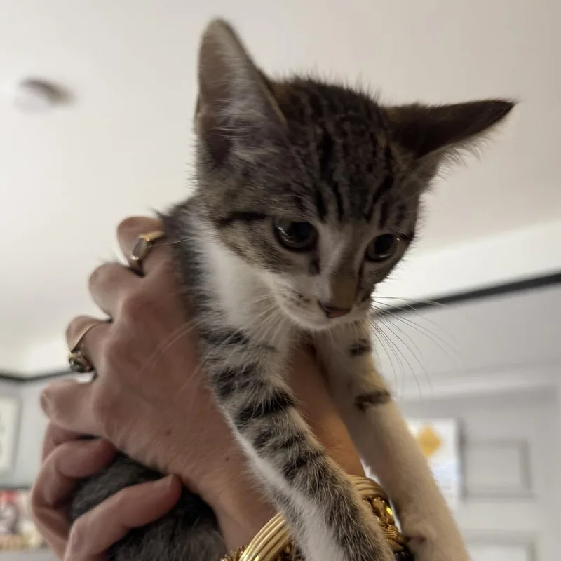 A baby small-sized female Brown / Chocolate Domestic Short Hair cat named Mel for adoption in Los Angeles, CA