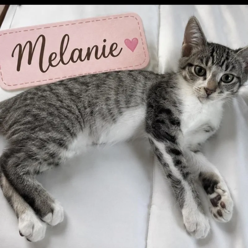 Mel thumbnail 2
