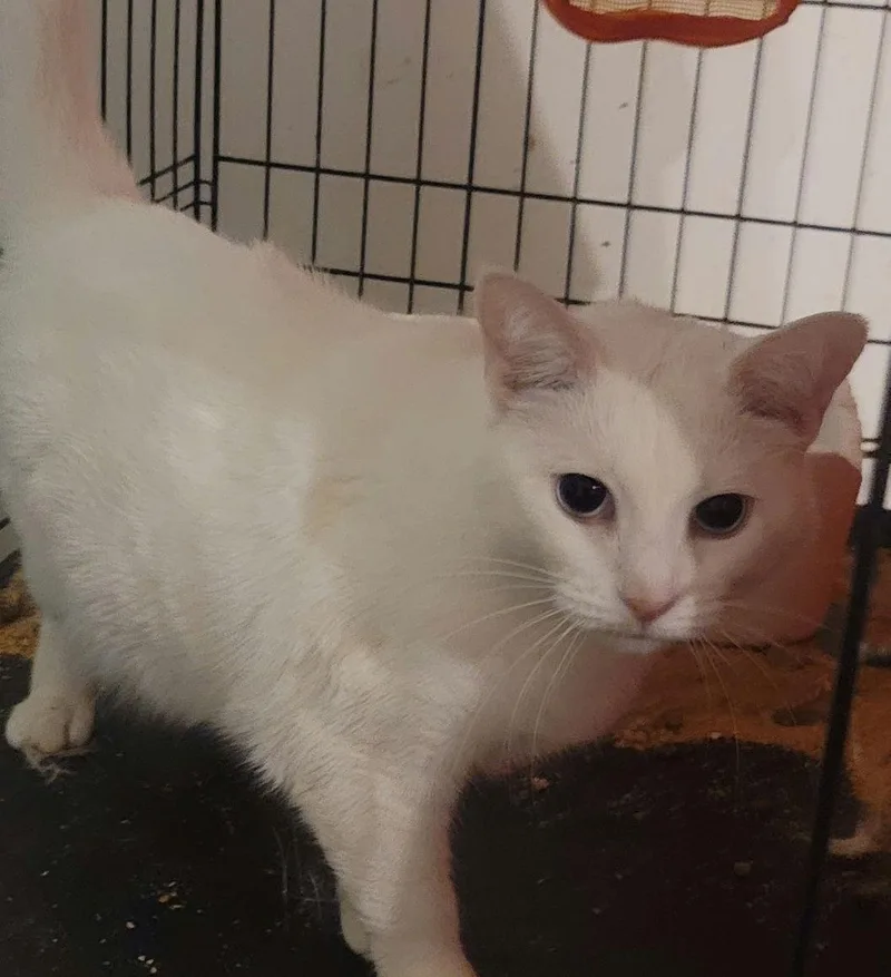 An adult medium-sized female Domestic Short Hair cat named Emma for adoption in Versailles, KY