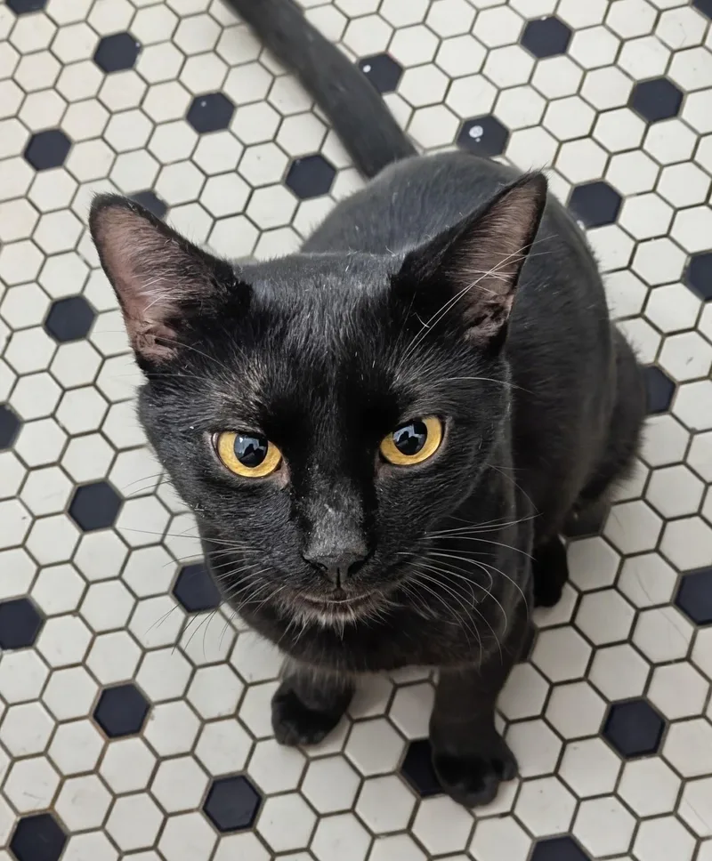 A young medium-sized male Black Domestic Short Hair cat named Spooky for adoption in Pearland, TX