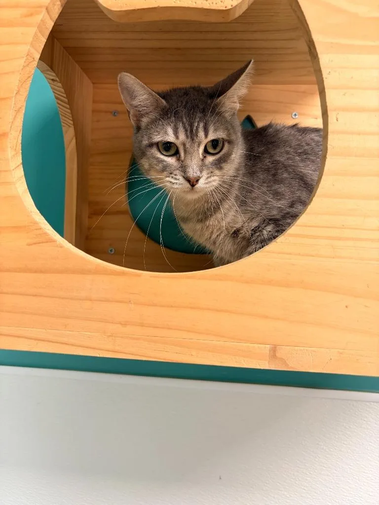 A young medium-sized female Domestic Short Hair cat named Charity for adoption in Batesville, AR