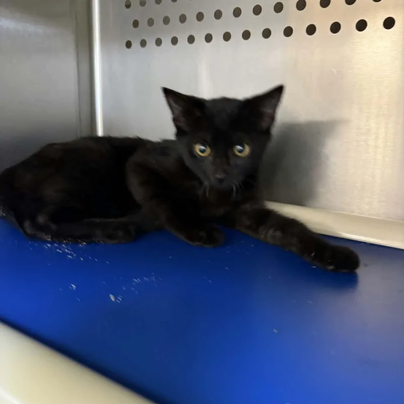 A baby medium-sized male Black Domestic Short Hair cat named Jafar for adoption in Orange, VA