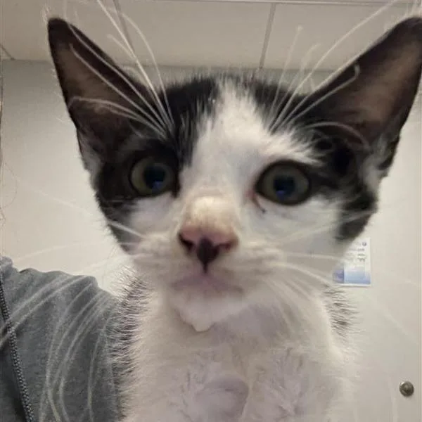 A baby small-sized male Black Domestic Short Hair cat named Cristobal for adoption in Jacksonville, FL