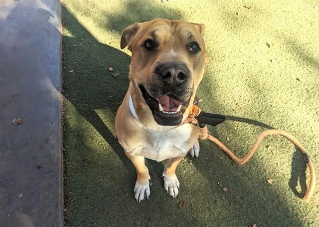 A young large-sized male Shar-Pei dog named Ruger for adoption in Mesa, AZ