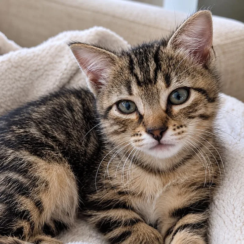 A baby small-sized female Domestic Short Hair cat named Walala for adoption in Austin, TX