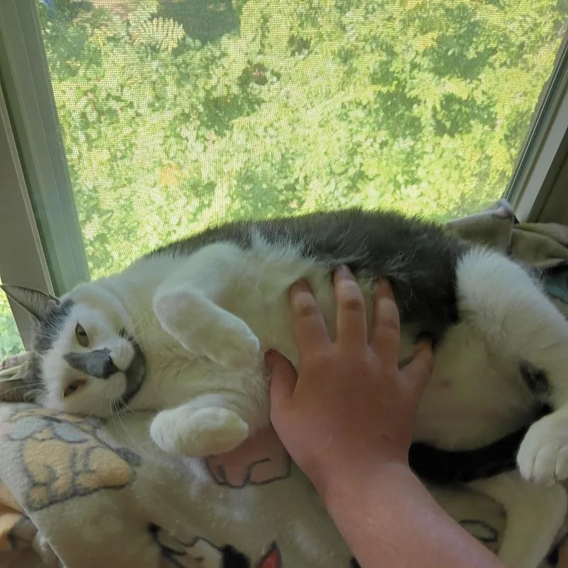 A senior extra large-sized male Gray / Blue / Silver Domestic Short Hair cat named Ollie for adoption in Fairport, NY