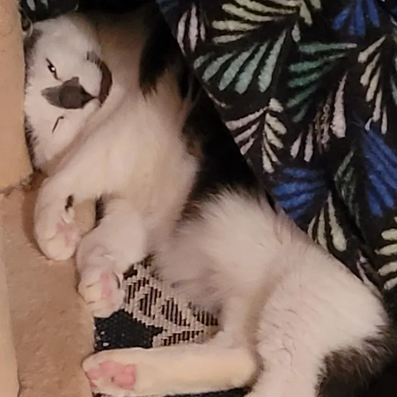 Ollie thumbnail 3