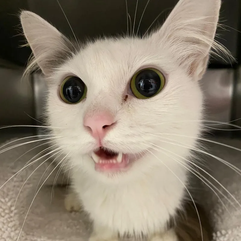 Velvet Dress thumbnail 2