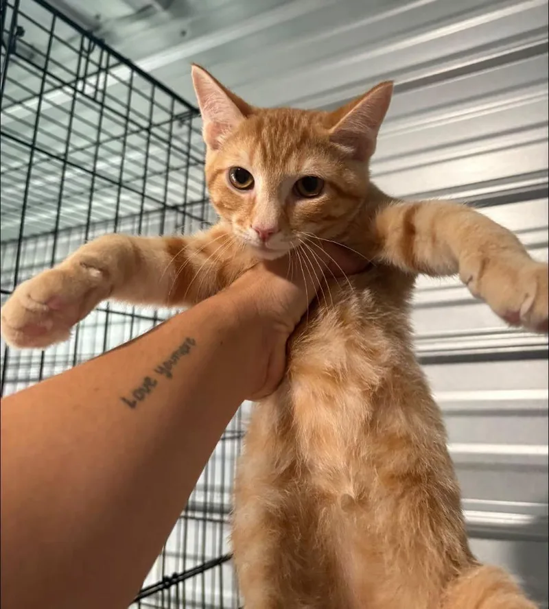 A baby medium-sized male Domestic Short Hair cat named Scott for adoption in Russellville, KY