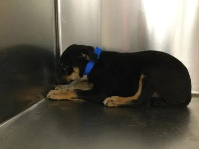 A baby small-sized male Rottweiler dog named Birch for adoption in Thousand Palms, CA