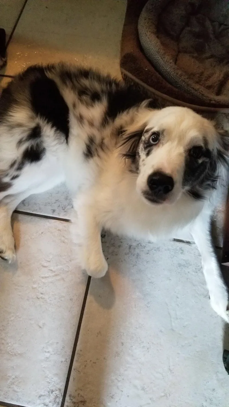 Isabelle