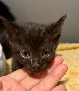 A baby medium-sized male Black Domestic Short Hair cat named Alex for adoption in Winter Haven, FL