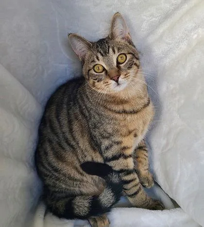 A young medium-sized male Domestic Short Hair cat named 6749 (Merlin) for adoption in Lake City, MI