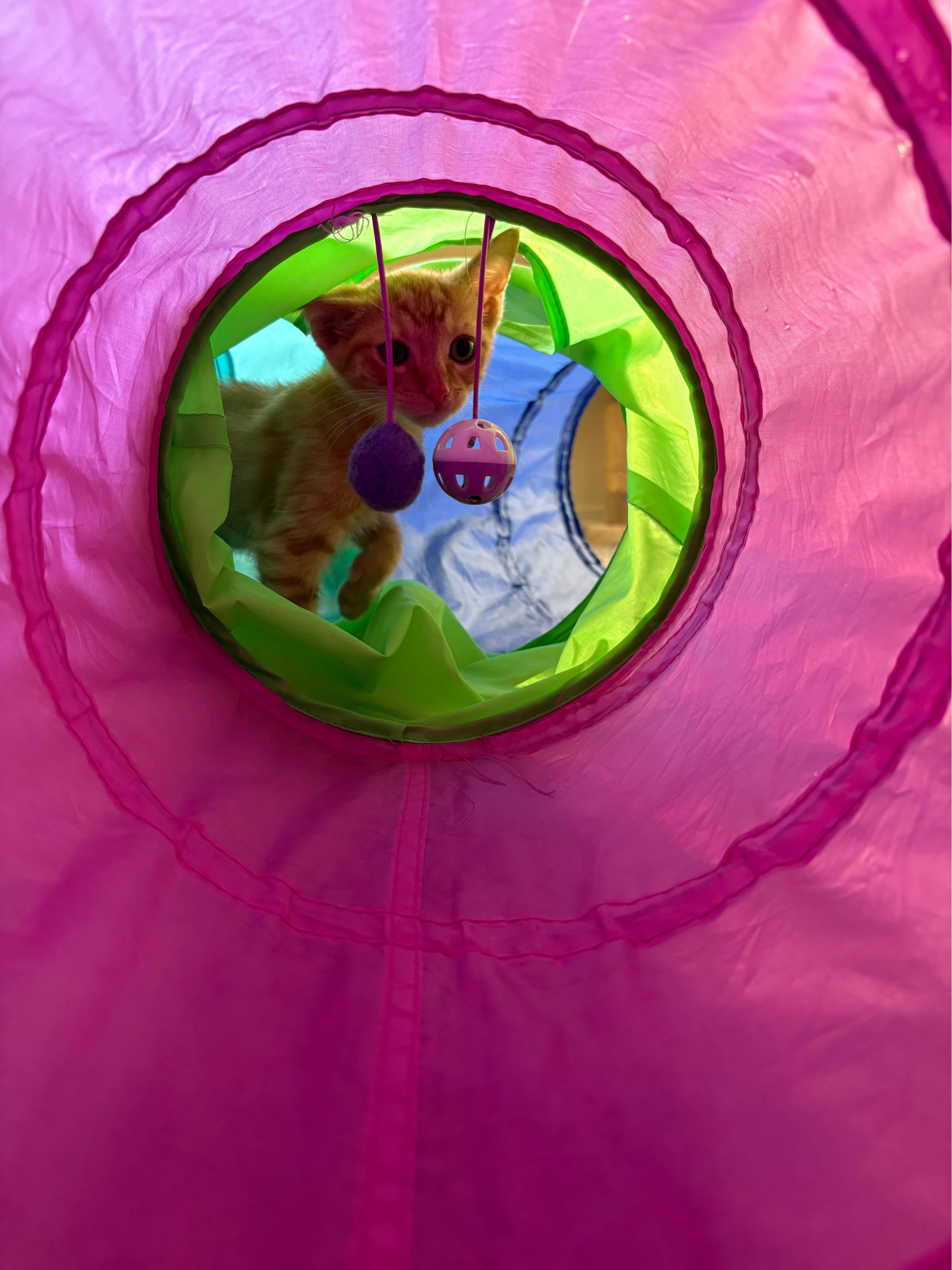 A baby medium-sized male Orange & White Domestic Short Hair cat named Walt for adoption in Hillsboro, OR