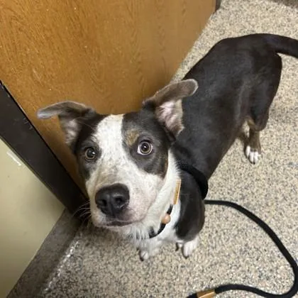 An adult medium-sized female Mixed Breed dog named Winnie for adoption in Merriam, KS