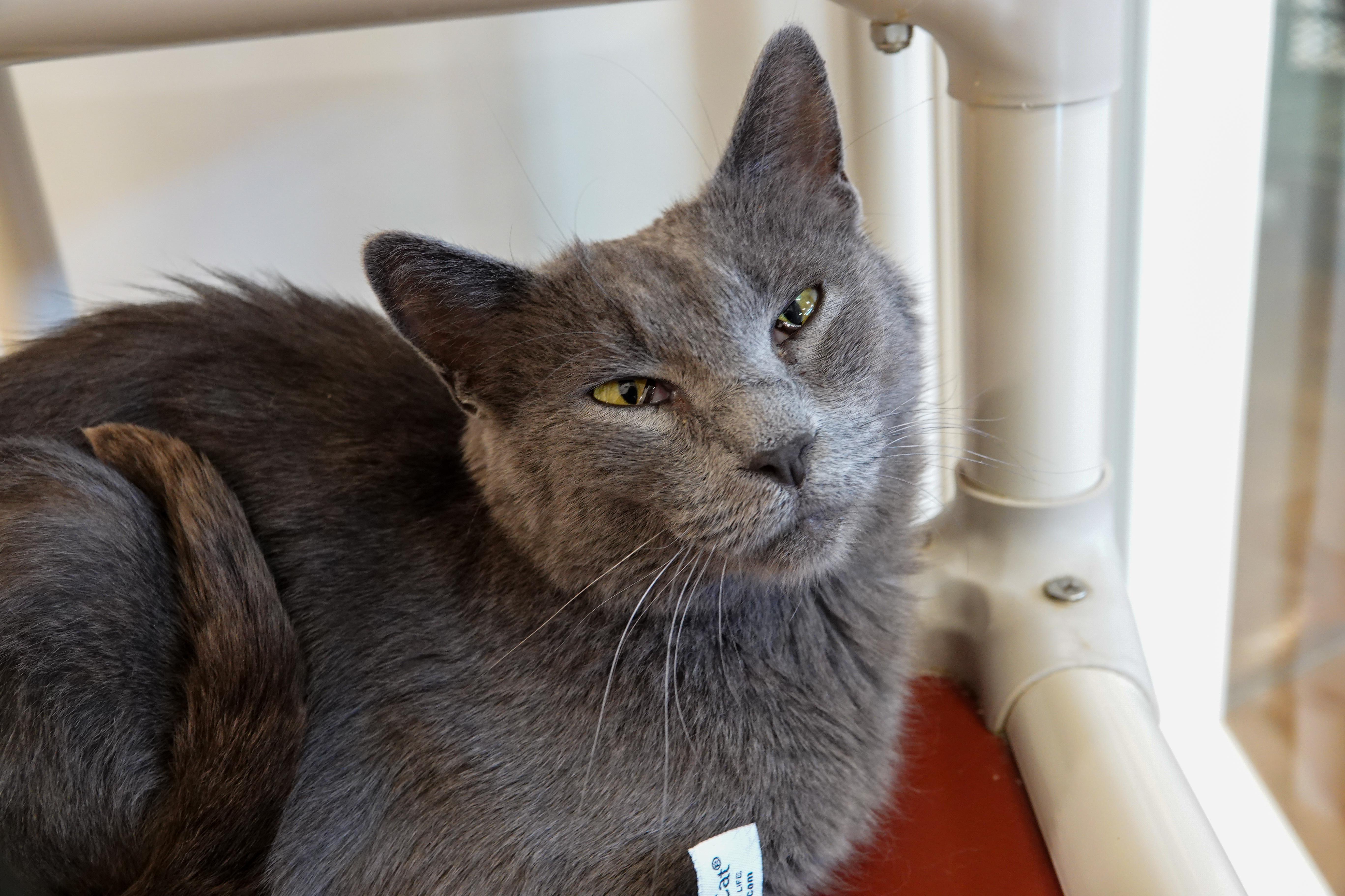 An adult medium-sized female Gray / Blue / Silver Domestic Short Hair cat named Twirly for adoption in Boise, ID
