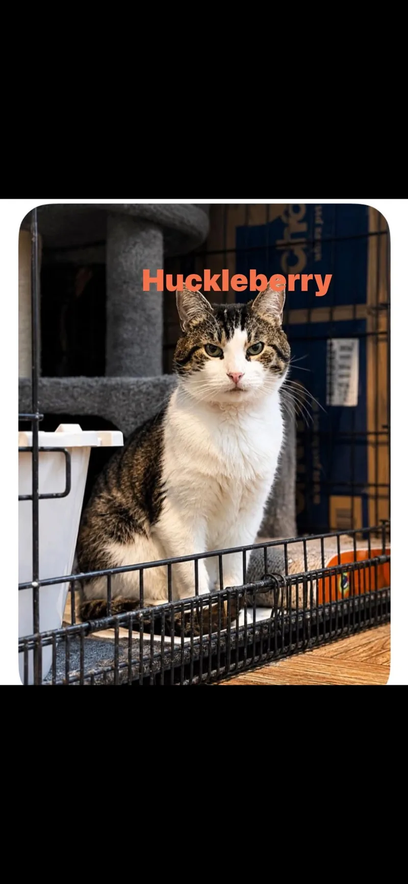 An adult medium-sized male Domestic Short Hair cat named Huckleberry for adoption in Springdale, PA