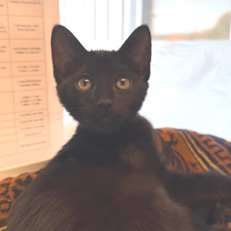 A baby small-sized male Domestic Short Hair cat named Ctrl for adoption in East Smithfield , PA