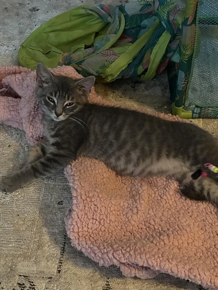 A baby medium-sized female Gray / Blue / Silver Domestic Short Hair cat named Rosalina for adoption in Clinton Township, MI