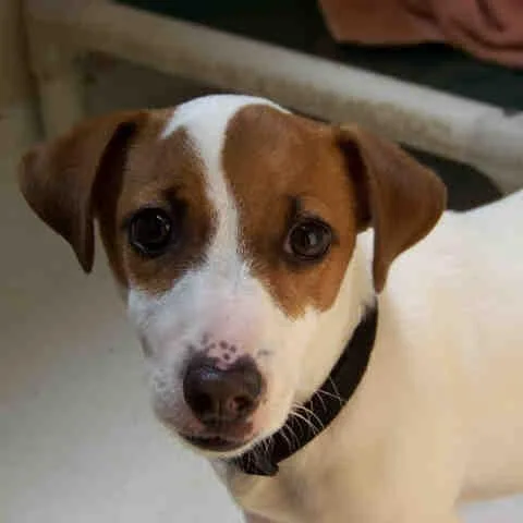 A senior medium-sized male White / Cream Jack Russell Terrier dog named Jake for adoption in Perkiomenville, PA