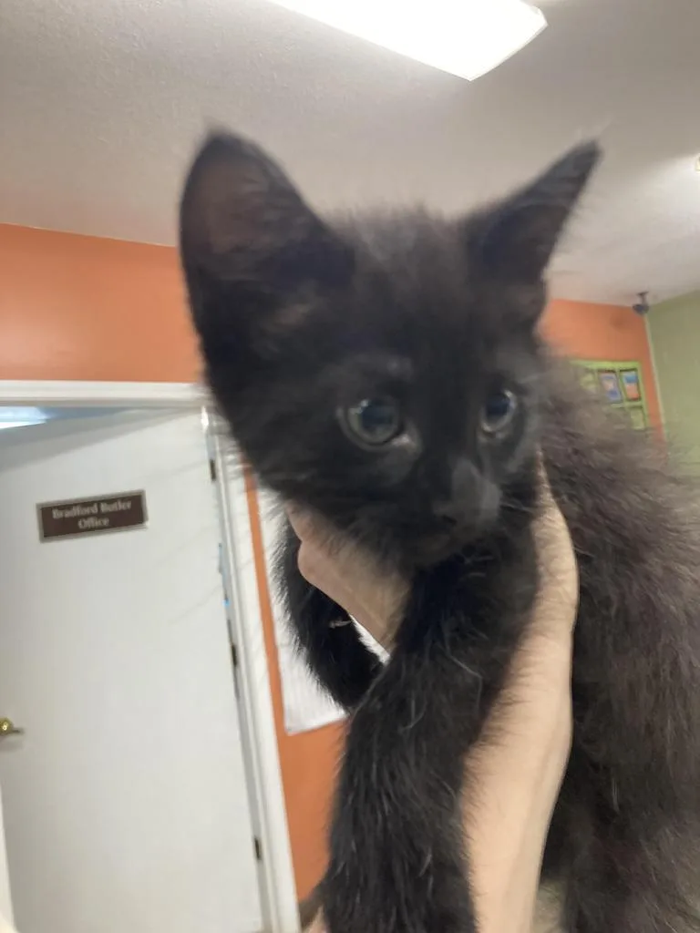A baby medium-sized male Domestic Short Hair cat named Julio for adoption in Burnsville, NC