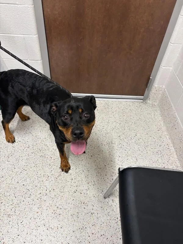 An adult medium-sized female Black Rottweiler dog named Smidgeon for adoption in Providence Forge, VA