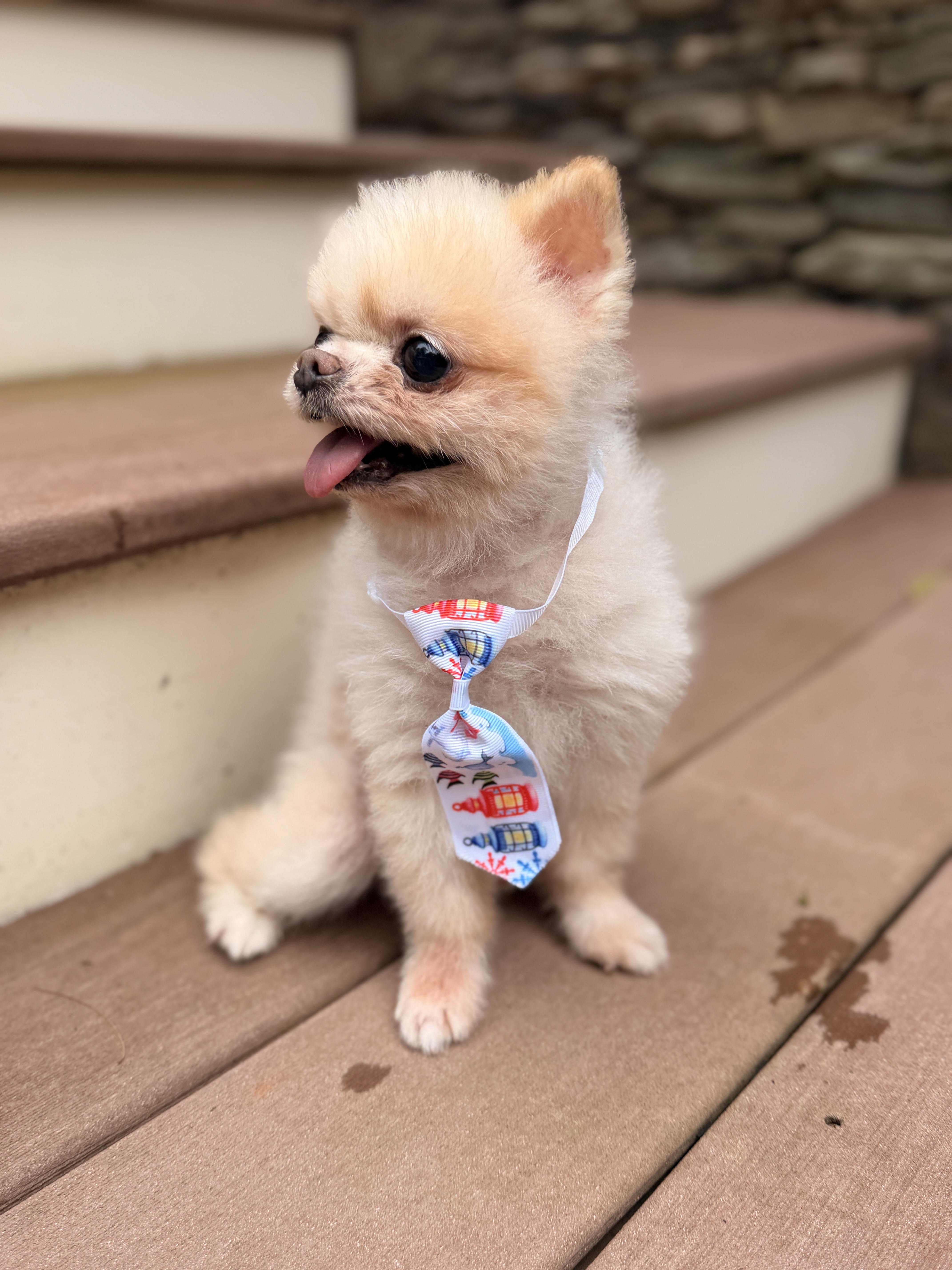 An adult small-sized male Pomeranian dog named Mr. Pip for adoption in Thornwood, NY