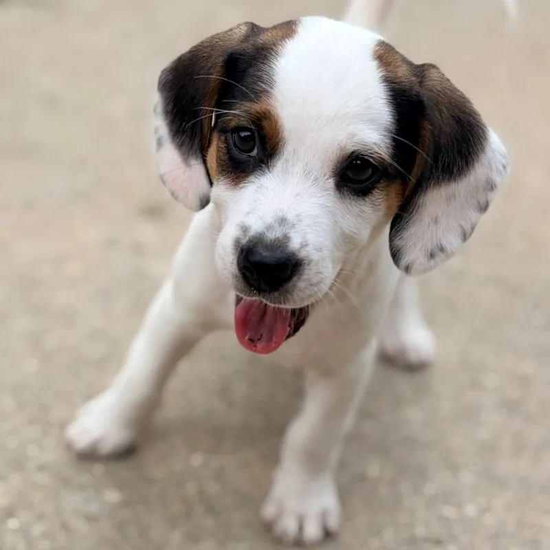 A baby small-sized male White / Cream Beagle dog named Luca for adoption in Cincinnati, OH