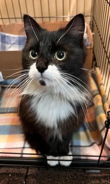 An adult medium-sized female Black & White / Tuxedo Domestic Medium Hair cat named Lyla for adoption in O'Fallon, MO