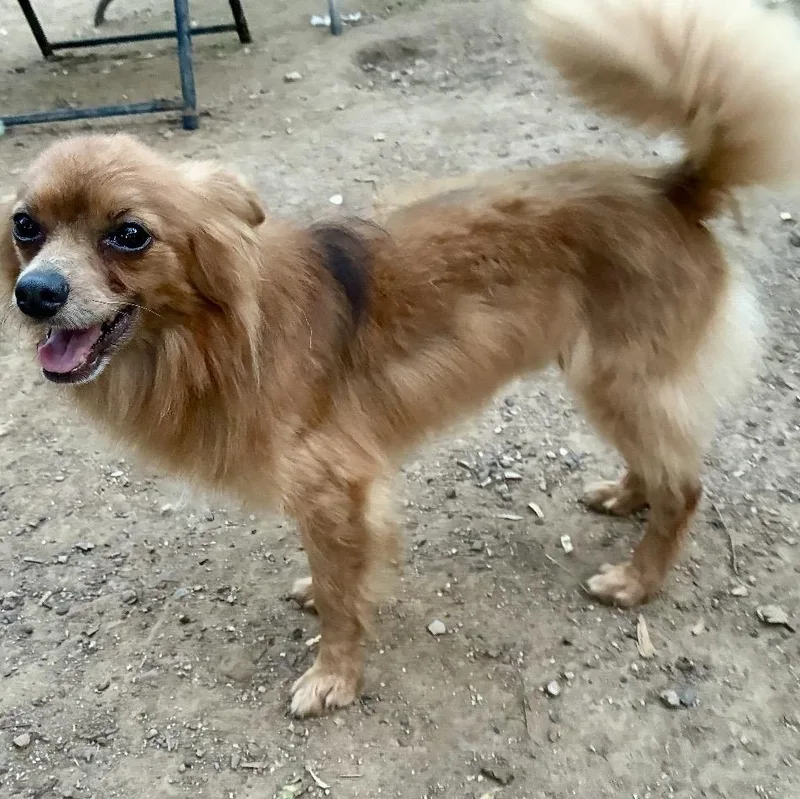 A young small-sized male Golden Pomeranian dog named Foxy for adoption in Pelham, NH