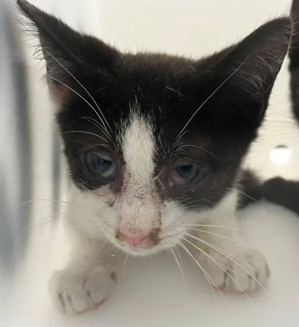A baby small-sized male Domestic Short Hair cat named Peanut Butter for adoption in Staten Island, NY