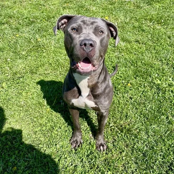 A young medium-sized male Cane Corso dog named Ralph for adoption in Des Moines, IA