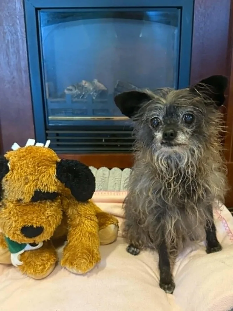 A senior small-sized female Tricolor (Brown, Black, & White) Chihuahua dog named Minnie for adoption in Port Clinton, OH