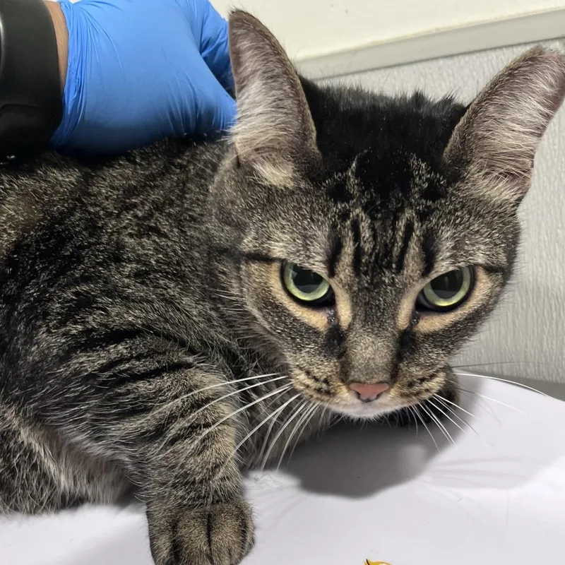 An adult large-sized female Domestic Short Hair cat named Rugrat for adoption in Tampa, FL
