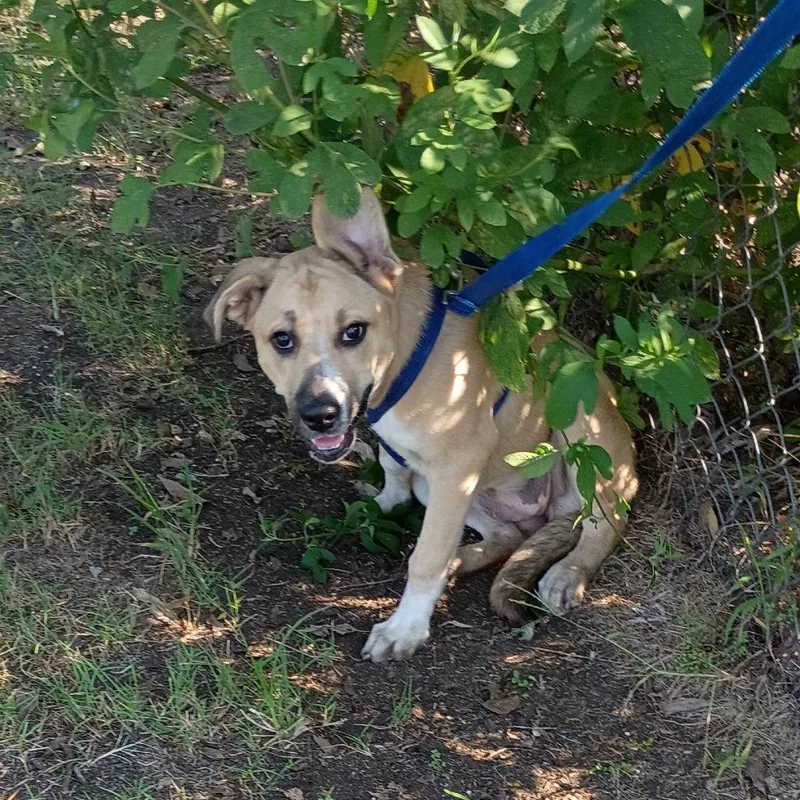 Ostara "starry" P thumbnail 3