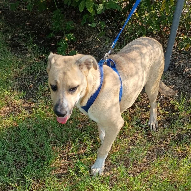 Ostara "starry" P thumbnail 4