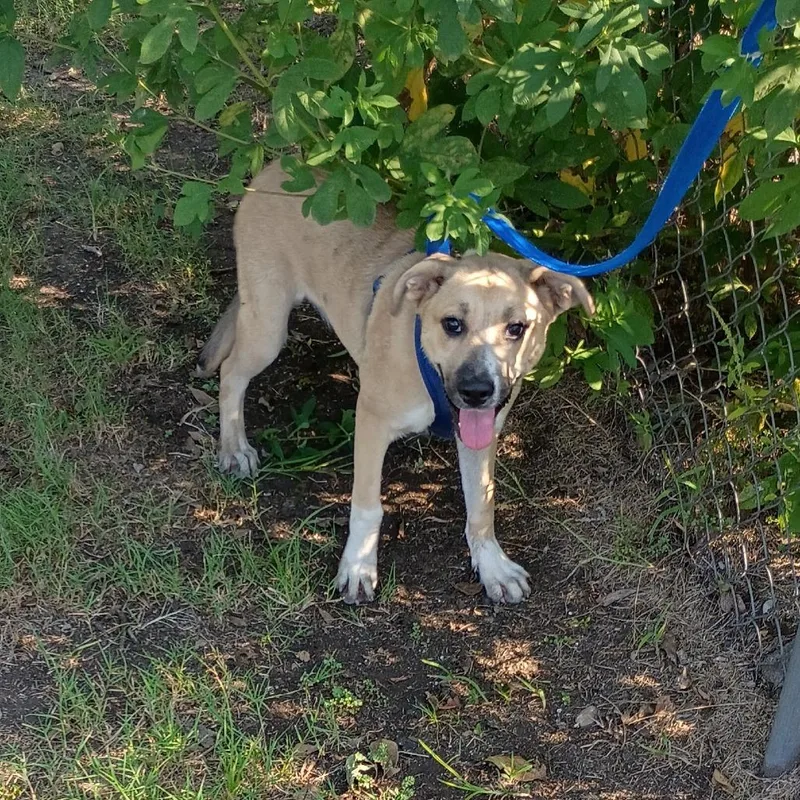 Ostara "starry" P thumbnail 5