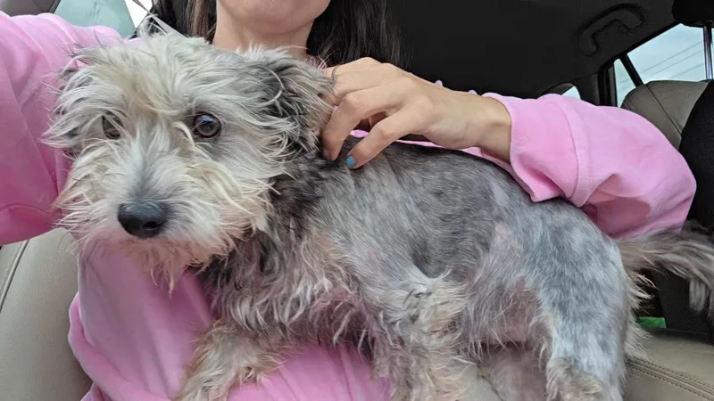 A young small-sized male Yorkshire Terrier dog named Benji for adoption in Fiddletown, CA