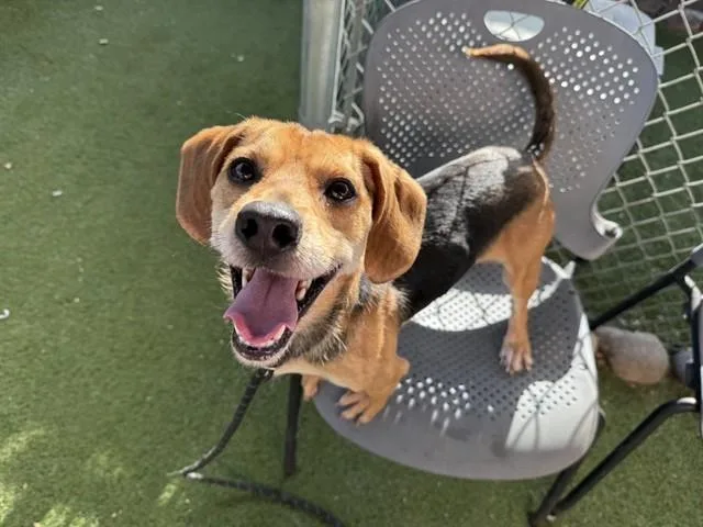 An adult small-sized male Beagle dog named Oscar for adoption in Phoenix, AZ