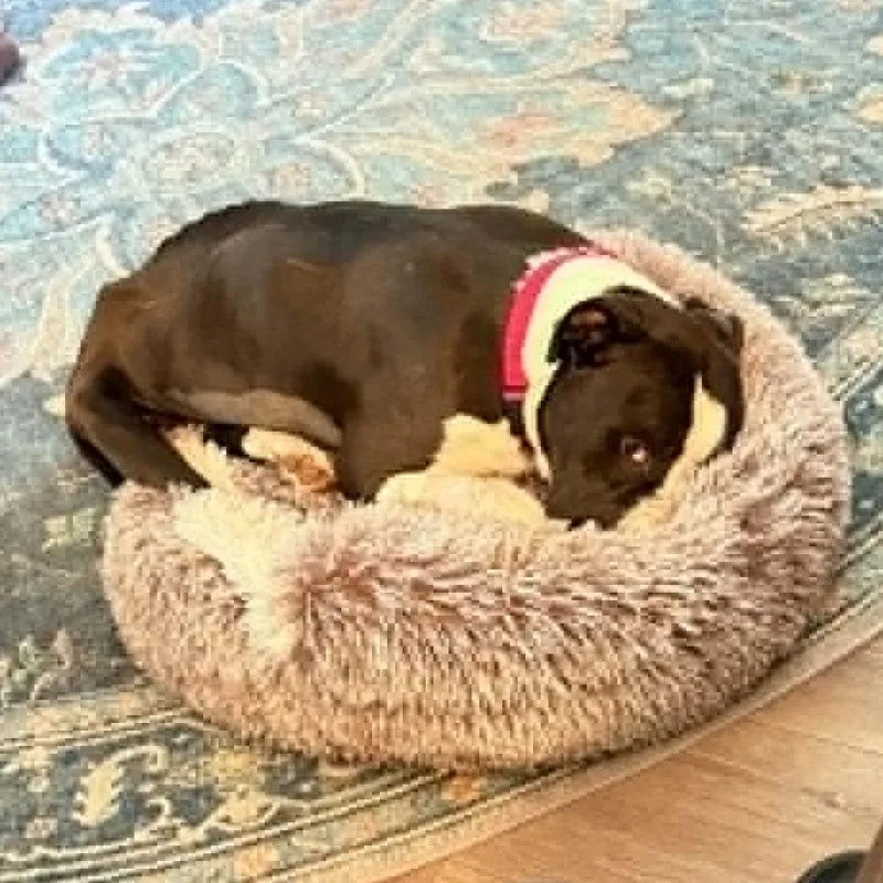A young medium-sized female Black Pit Bull Terrier dog named Faith for adoption in Wantagh, NY