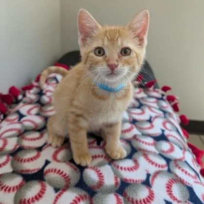A baby small-sized female Tabby (Orange / Red) Domestic Short Hair cat named Marla for adoption in Rochester, MN