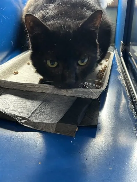 A senior small-sized male Domestic Short Hair cat named Midnight for adoption in Westminster, MD