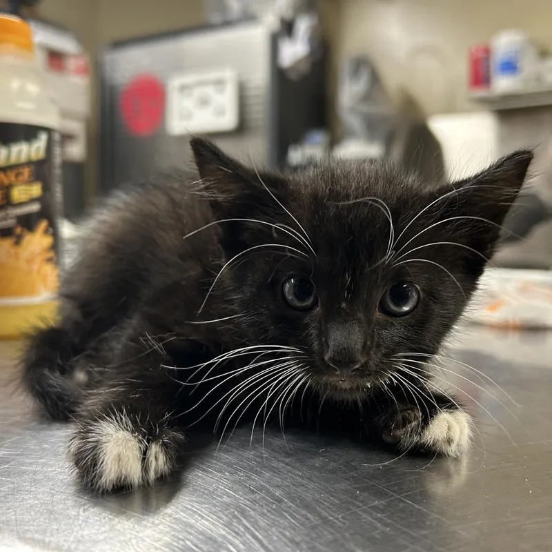 A baby small-sized male Black Domestic Short Hair cat named Ham Jam for adoption in Norman, OK