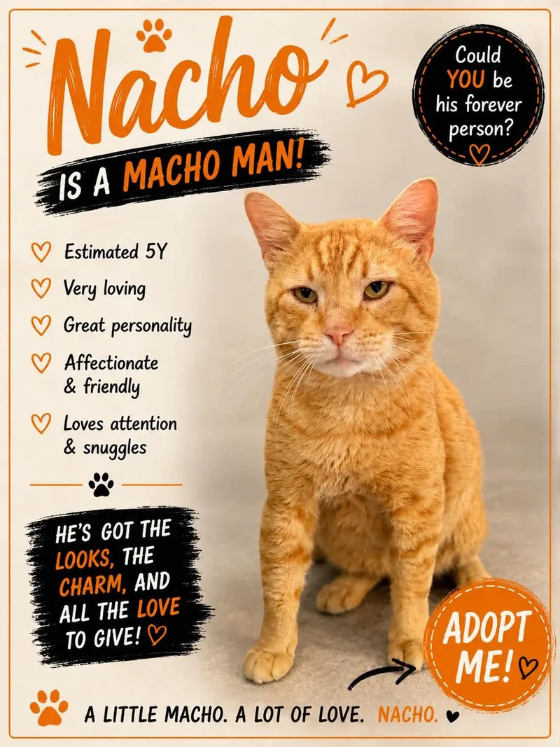 An adult medium-sized male Tabby (Orange / Red) Domestic Short Hair cat named Nacho for adoption in Salamanca, NY