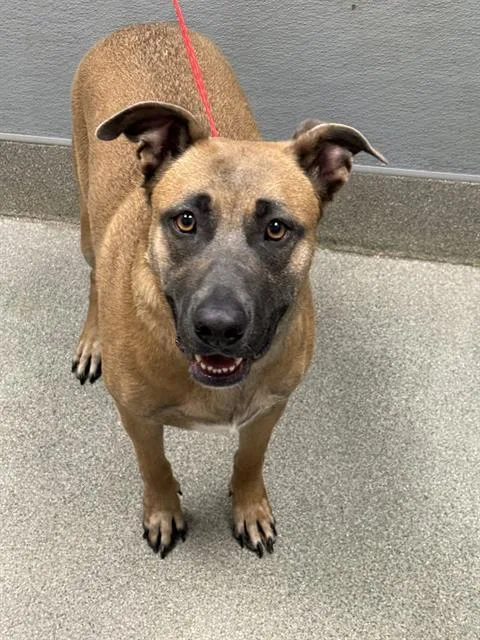 A young large-sized female Belgian Shepherd / Malinois dog named Eve for adoption in Las Vegas, NV