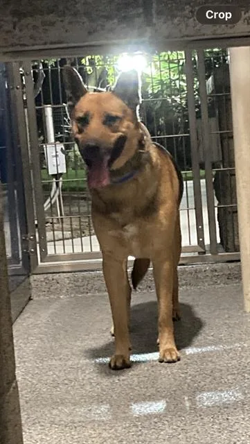 An adult large-sized male German Shepherd Dog dog named Bbm for adoption in Long Beach, CA